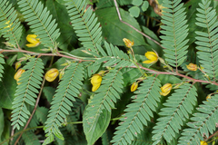 Chamaecrista glandulosa flavicoma