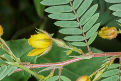 Chamaecrista glandulosa flavicoma
