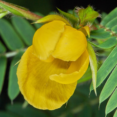 Chamaecrista glandulosa flavicoma