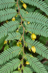 Chamaecrista glandulosa flavicoma