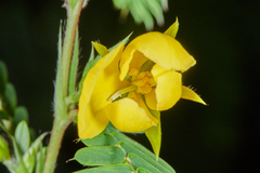 Chamaecrista glandulosa flavicoma