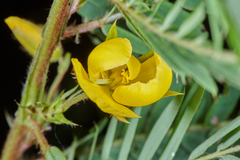 Chamaecrista glandulosa flavicoma
