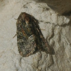 Oligia latruncula
