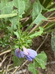 Justicia petiolaris