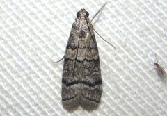 Dioryctria subtracta