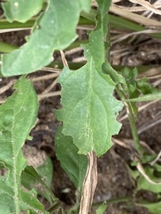 Justicia petiolaris