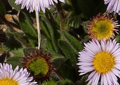 Erigeron grandiflorus