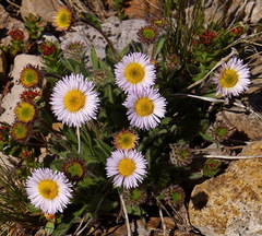 Erigeron grandiflorus
