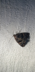 Condica macrosema