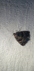 Condica macrosema