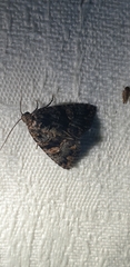 Condica macrosema