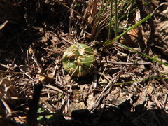 Gymnocalycium denudatum