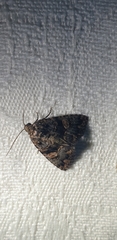 Condica macrosema