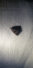Condica macrosema