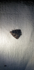 Condica macrosema