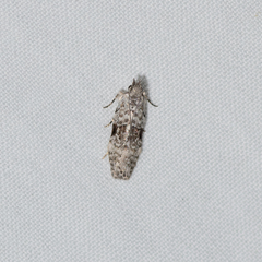 Hypatima simulacrella