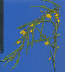 Chamaecrista glandulosa flavicoma