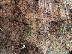 Arachnocampa girraweenensis