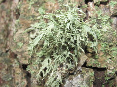 Ramalina europaea