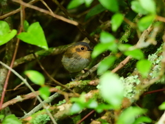 Poecilotriccus plumbeiceps