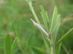 Pleurota pyropella