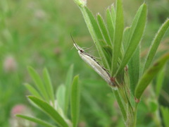 Pleurota pyropella
