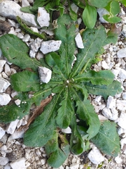 Hypochaeris achyrophorus