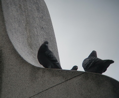 Columba livia domestica