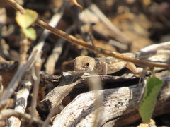 Lygodactylus somalicus