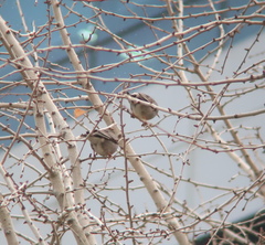 Spodiopsar cineraceus