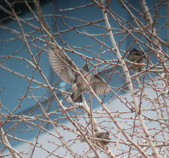 Spodiopsar cineraceus