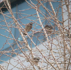 Spodiopsar cineraceus