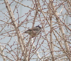 Spodiopsar cineraceus