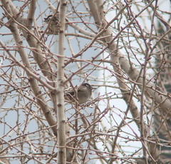 Spodiopsar cineraceus