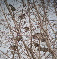 Spodiopsar cineraceus