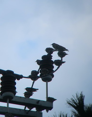 Spodiopsar cineraceus