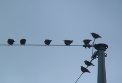 Spodiopsar cineraceus