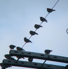 Spodiopsar cineraceus