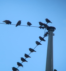 Spodiopsar cineraceus