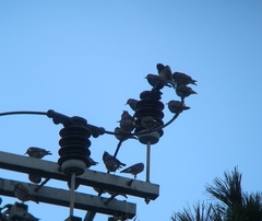 Spodiopsar cineraceus