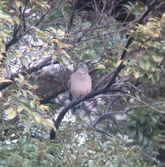 Streptopelia orientalis