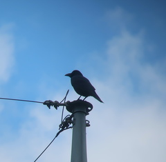 Corvus macrorhynchos