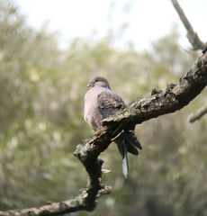 Streptopelia orientalis