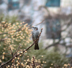 Hypsipetes amaurotis