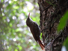 Lepidocolaptes falcinellus