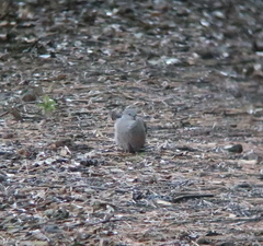 Streptopelia orientalis