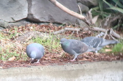 Columba livia domestica