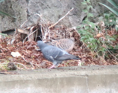 Streptopelia orientalis