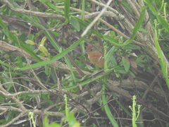 Phacellodomus ferrugineigula