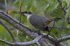 Cinclocerthia gutturalis